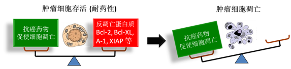 图 1：肿瘤细胞通过反凋零蛋白产生耐药性，对反凋零蛋白的抑制将改变平衡，消除肿瘤耐药性。