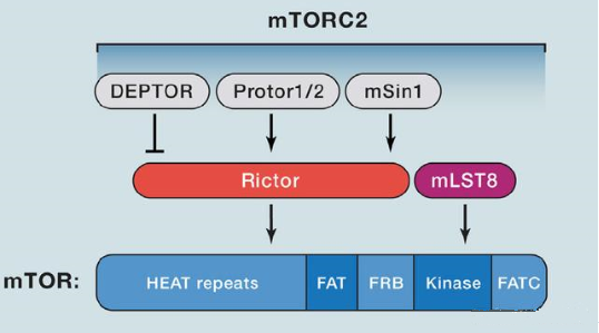 mTORC2的组成蛋白主要有Rictor、mSin1、mSLT8和Protor等