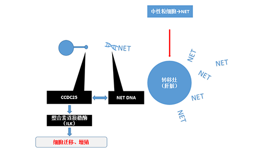 除了单纯的捕获，NET DNA与CCDC-25的结合还增强了癌细胞的侵袭行为，促进了癌症的肝转移。